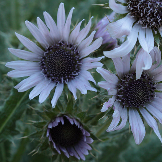 BERKHEYA SILVER SPIKES