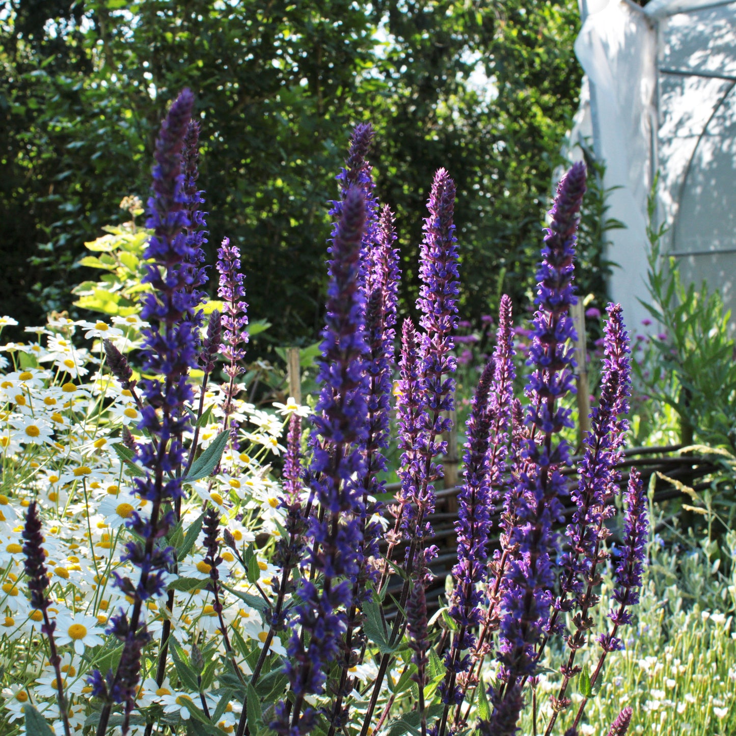 SALVIA NEMOROSA(Sauge des bois)