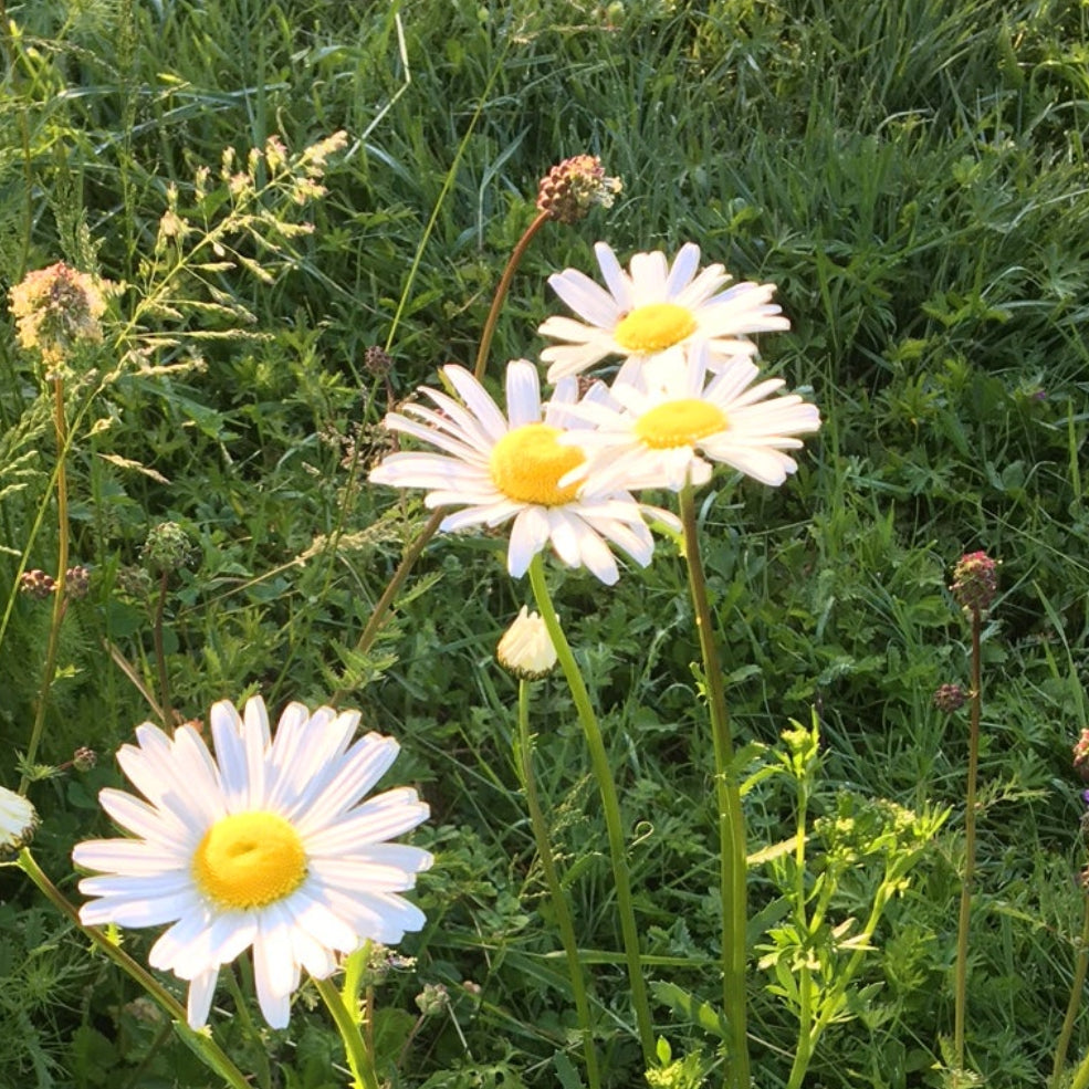 MARGUERITE COMMUNE