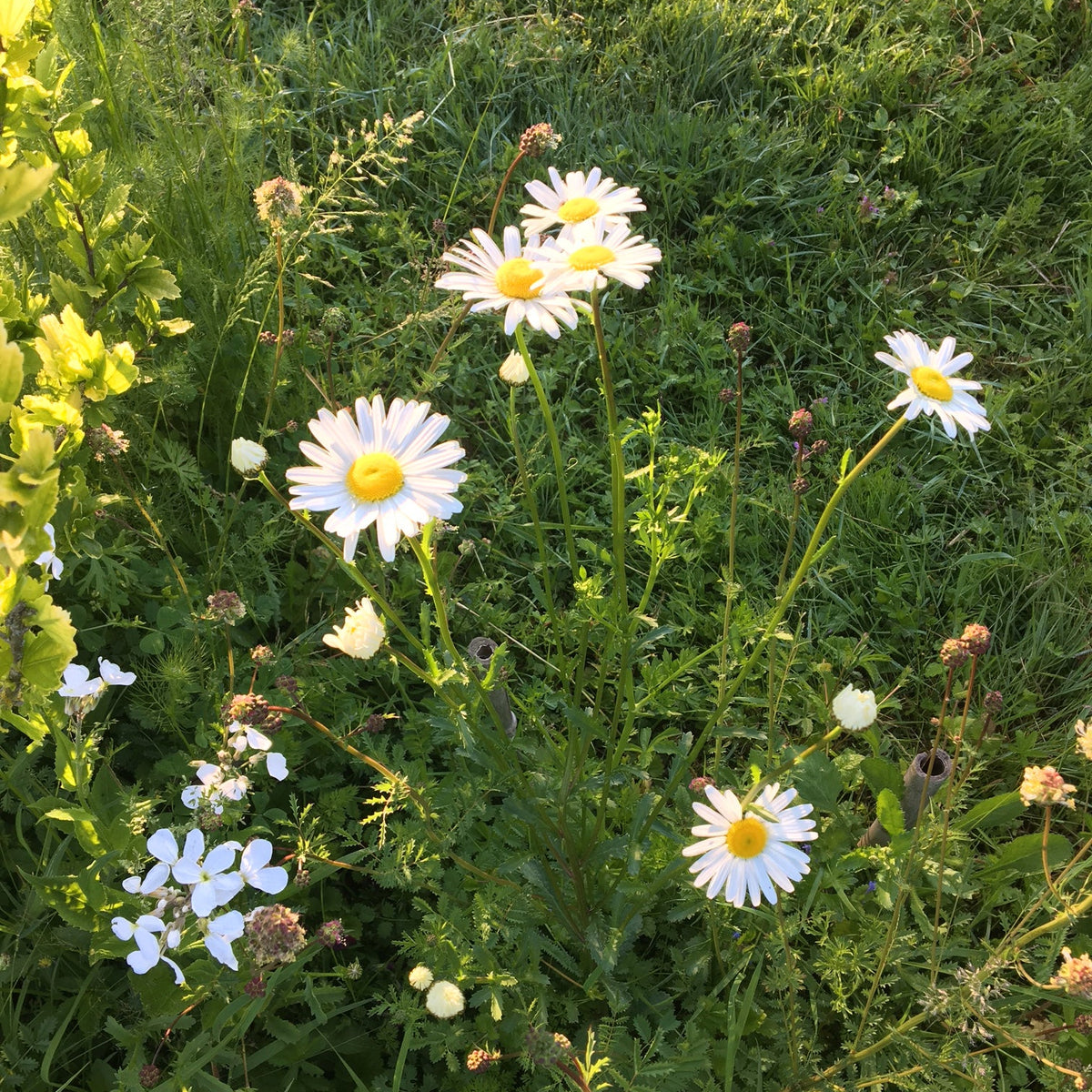 MARGUERITE COMMUNE
