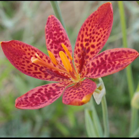 BELAMCANDA CHINENSIS (Iris domestica)