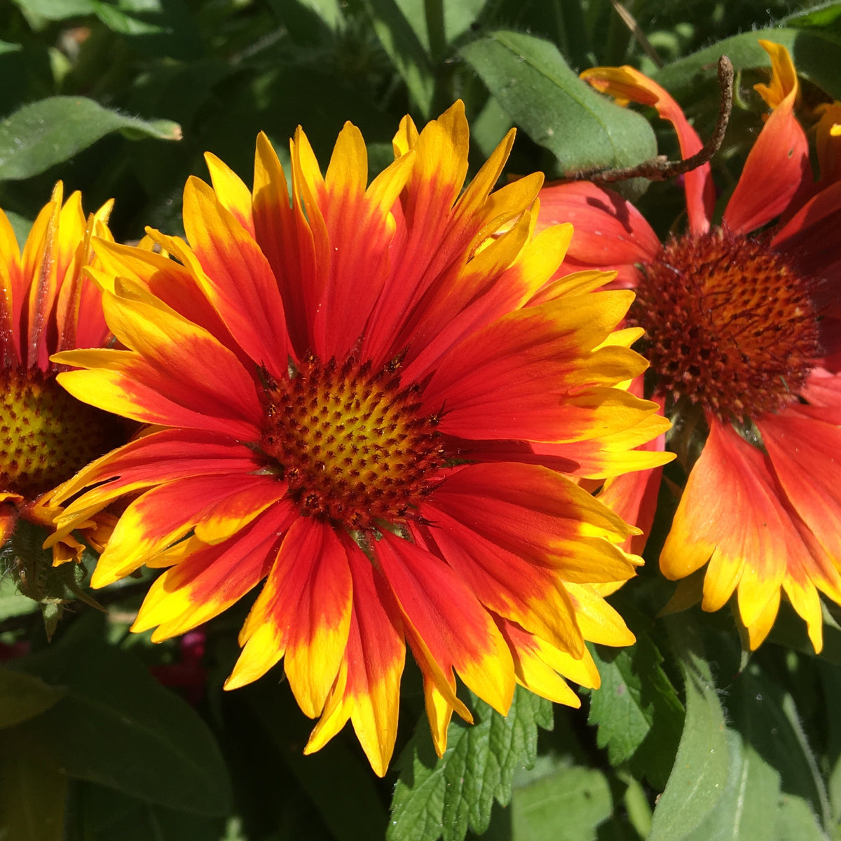 GAILLARDE ‘ARIZONA SUN’ (Gaillardia × grandiflora ‘Arizona Sun’)