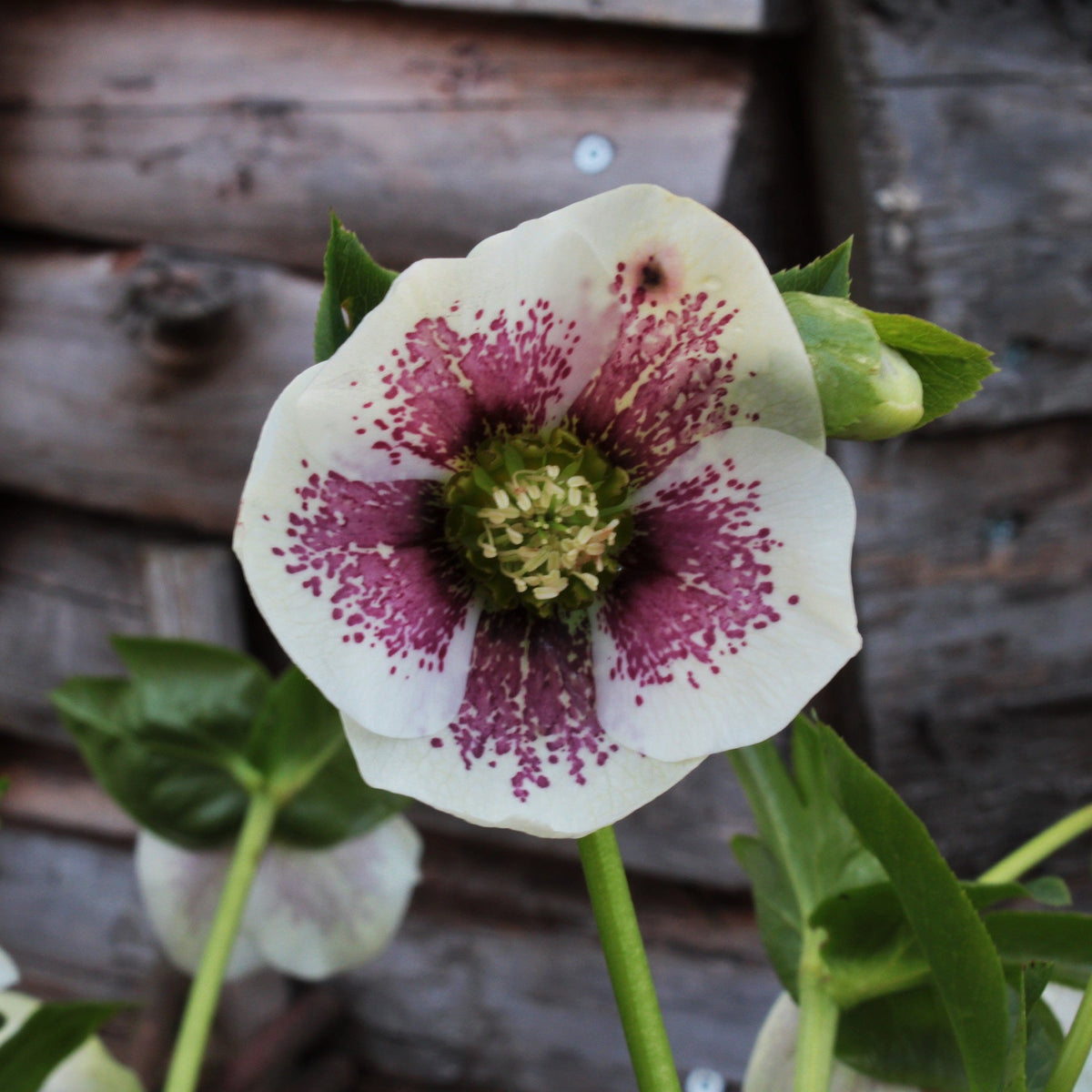 HELLÉBORE ‘SINGLE WHITE BLOTCHED’ (Helleborus × hybridus ‘Single White Blotched’)