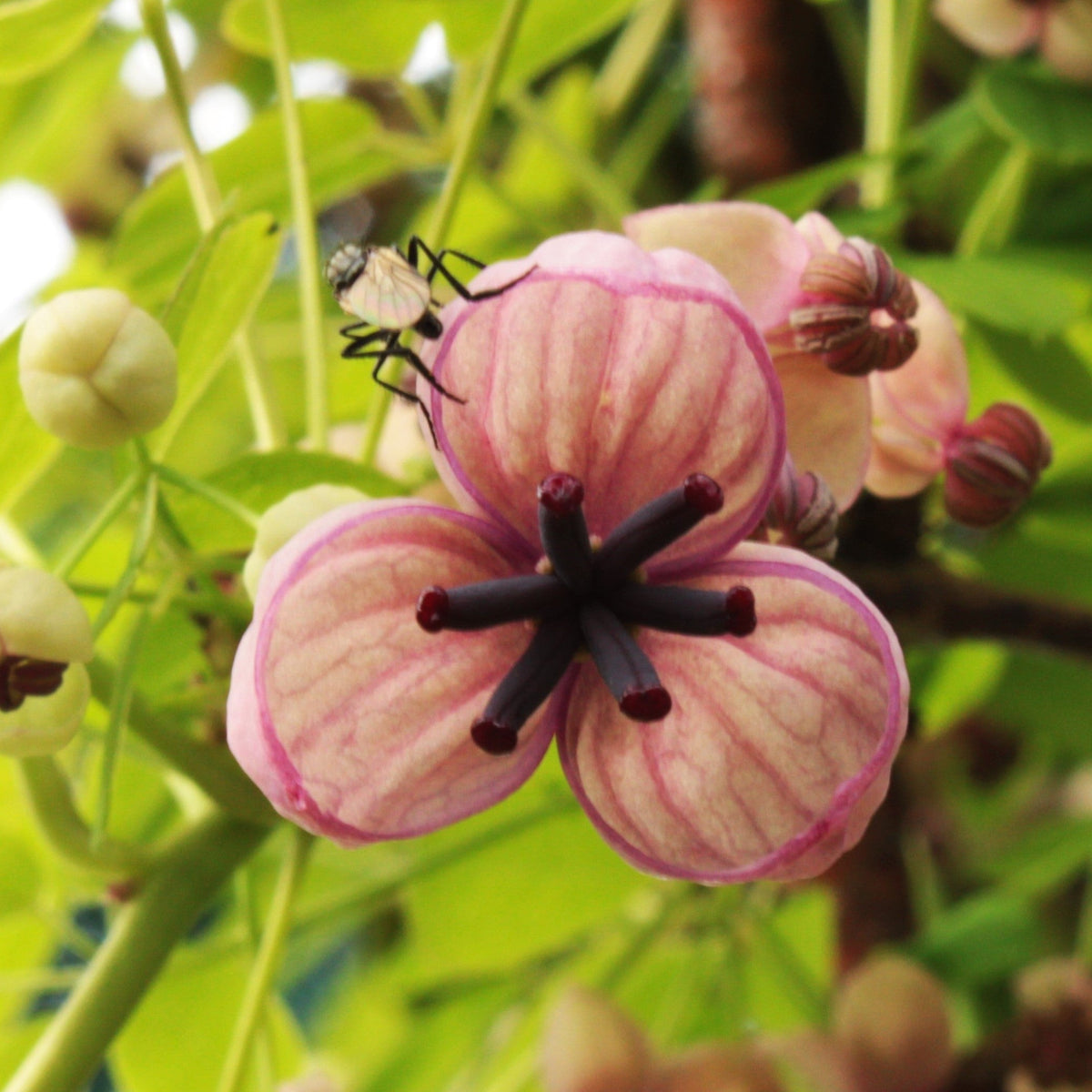 AKÉBIA "VIGNE CHOCOLAT" (Akebia quinata)