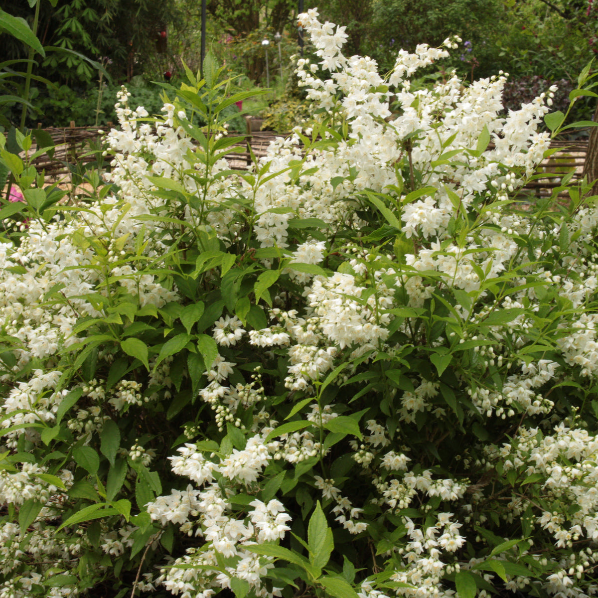 DEUTZIA GRACILE