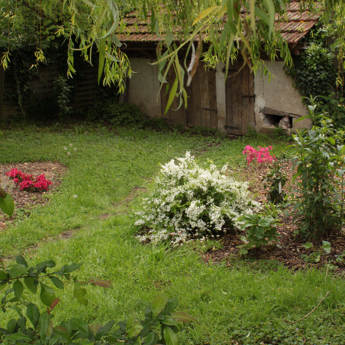 DEUTZIA GRACILE