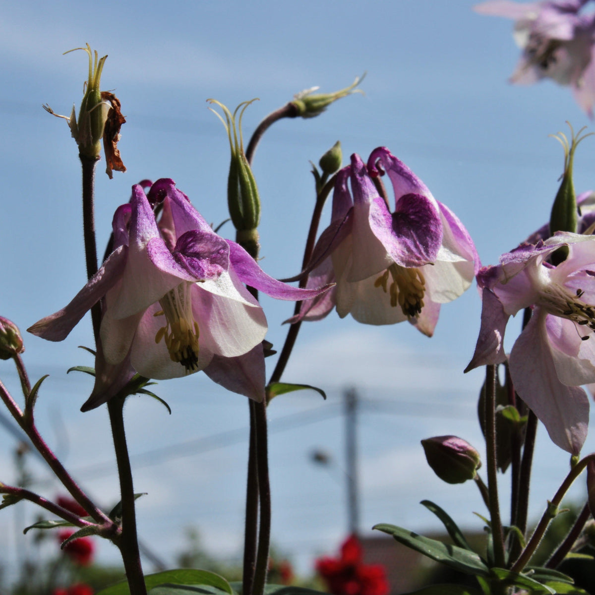 ANCOLIE EN MÉLANGE DE COLORIS (Aquilegia vulgaris)