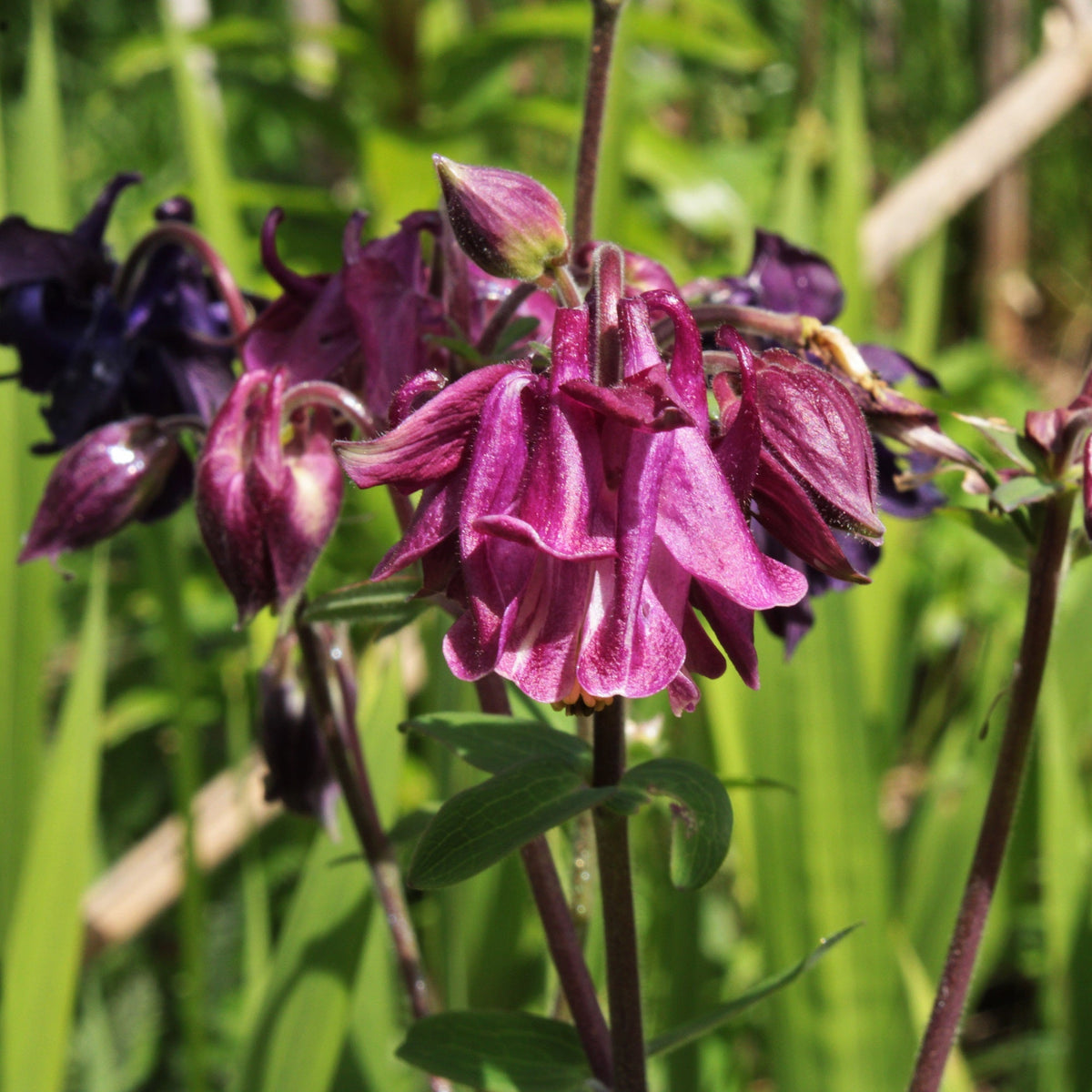 ANCOLIE EN MÉLANGE DE COLORIS (Aquilegia vulgaris)