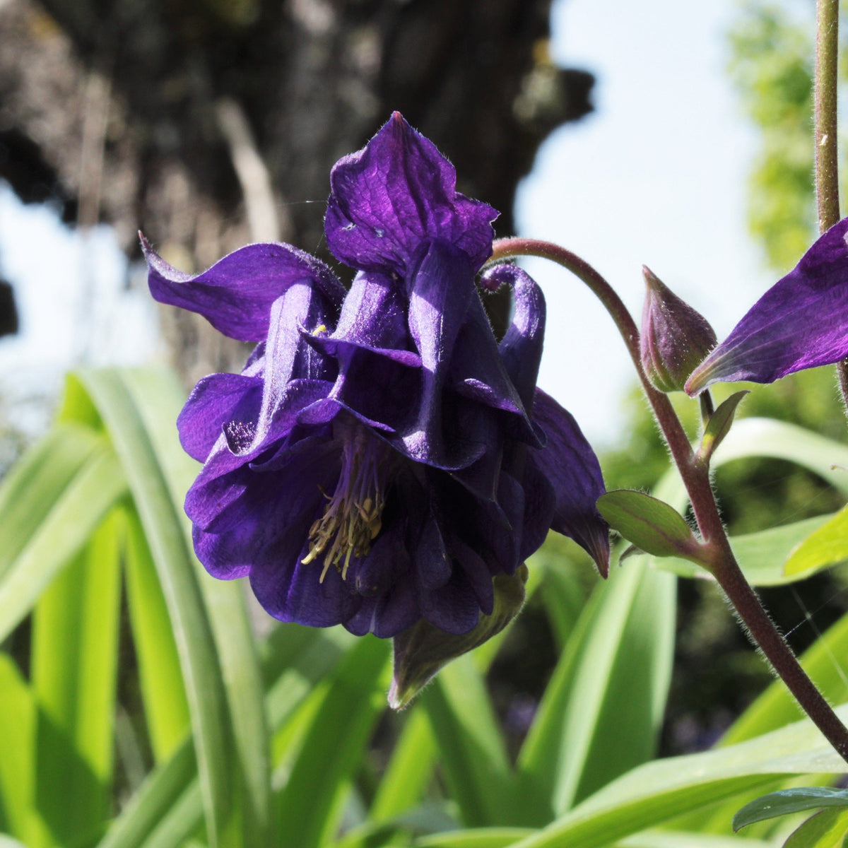 ANCOLIE EN MÉLANGE DE COLORIS (Aquilegia vulgaris)