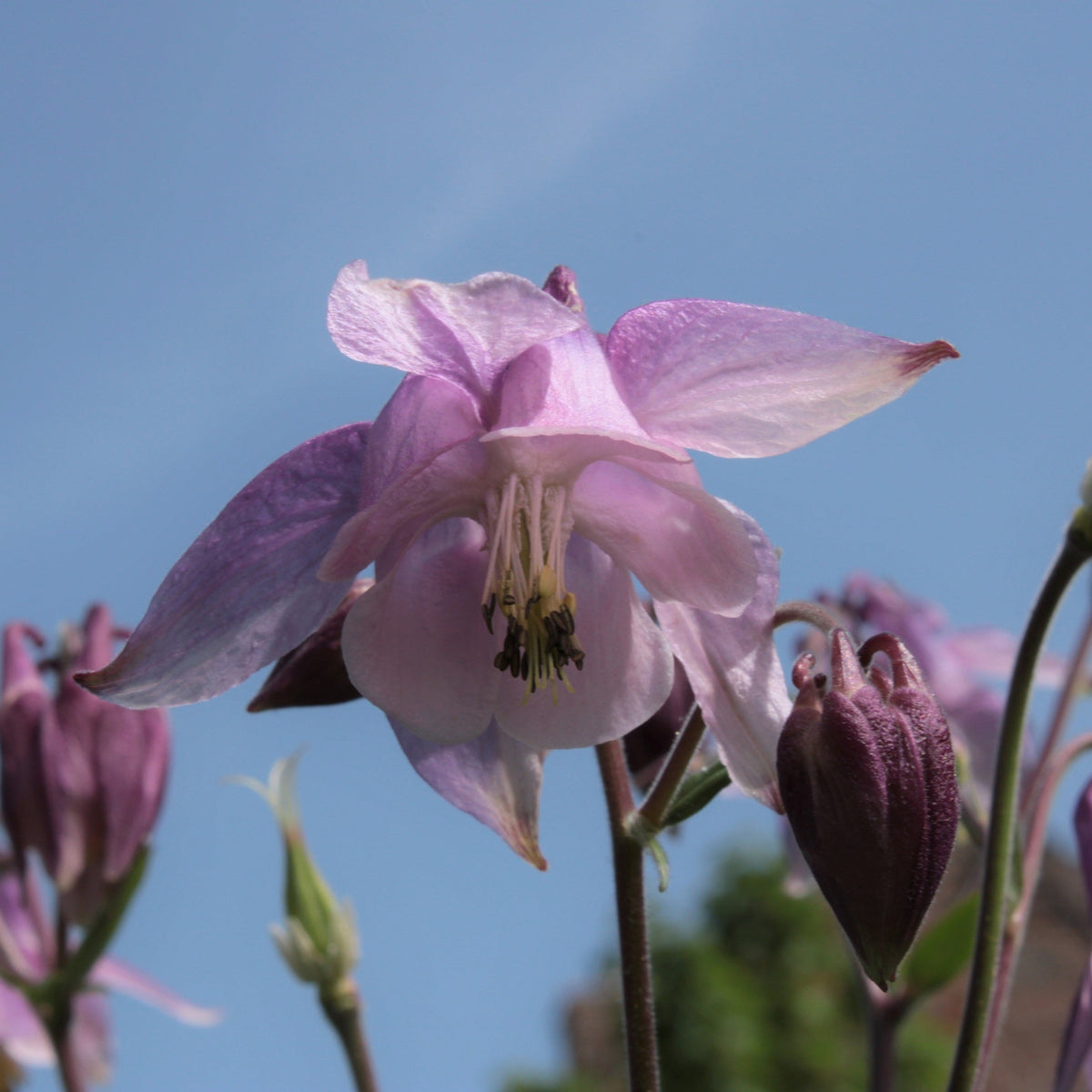 ANCOLIE EN MÉLANGE DE COLORIS (Aquilegia vulgaris)