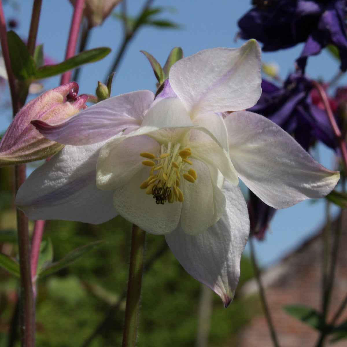ANCOLIE EN MÉLANGE DE COLORIS (Aquilegia vulgaris)