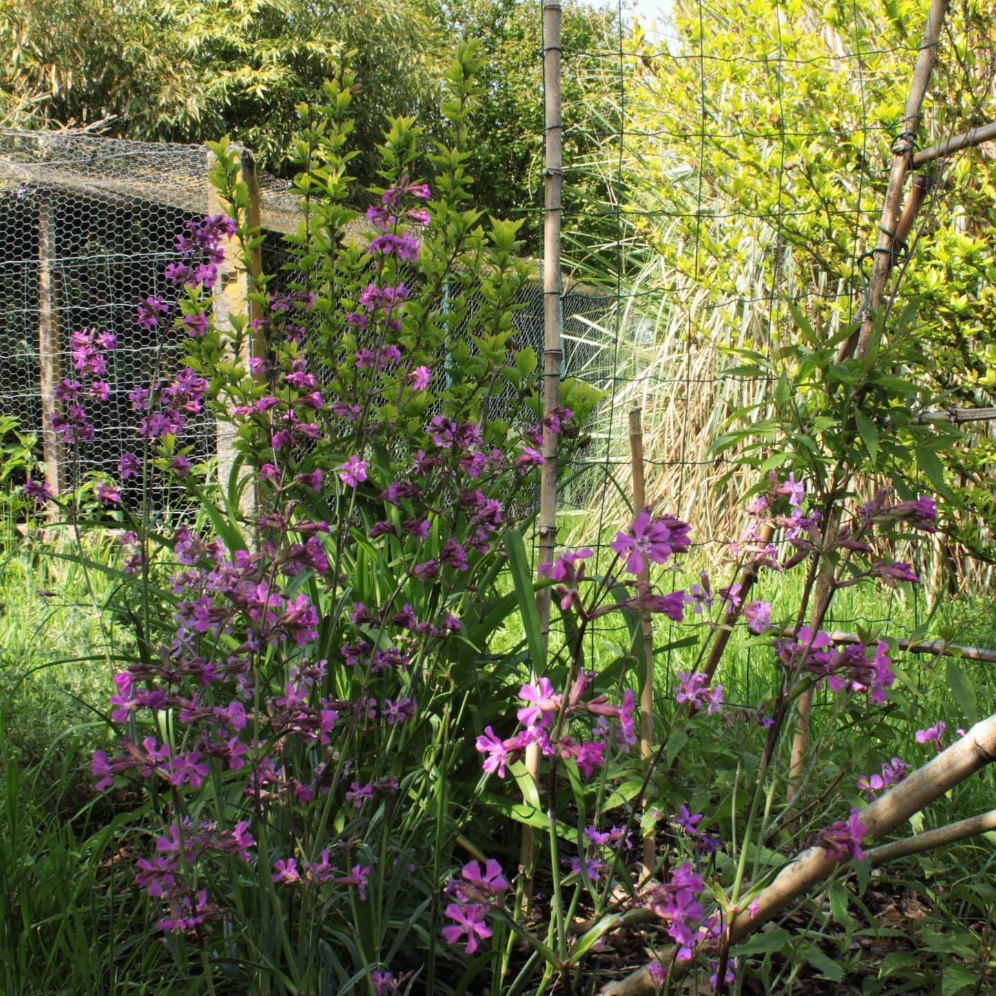 LYCHNIS VISCARIA "oeillet des jansénistes"