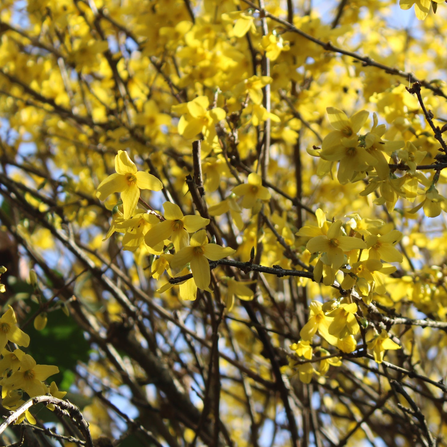 FORSYTHIA (Forsythia)