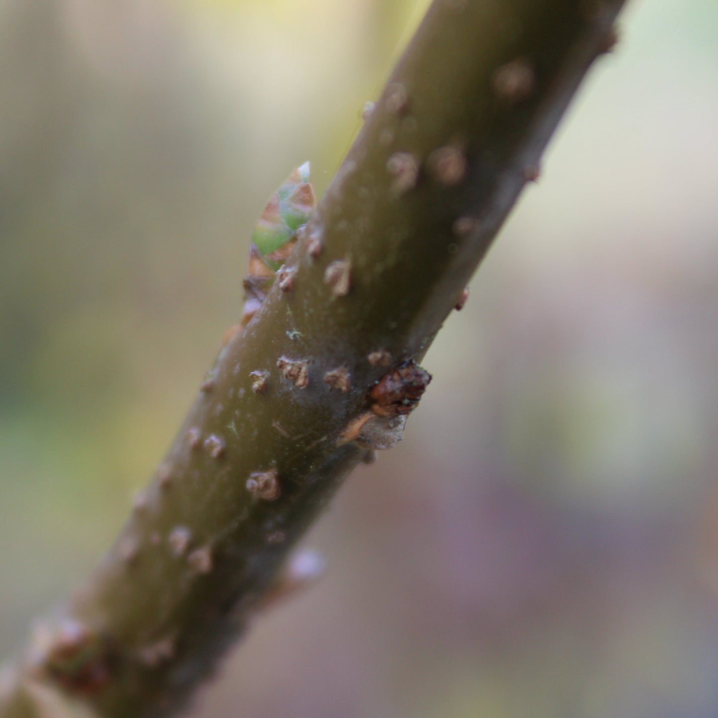 FORSYTHIA (Forsythia)