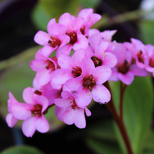 BERGENIA CORDIFOLIA (Bergenia cordifolia 'Rose')