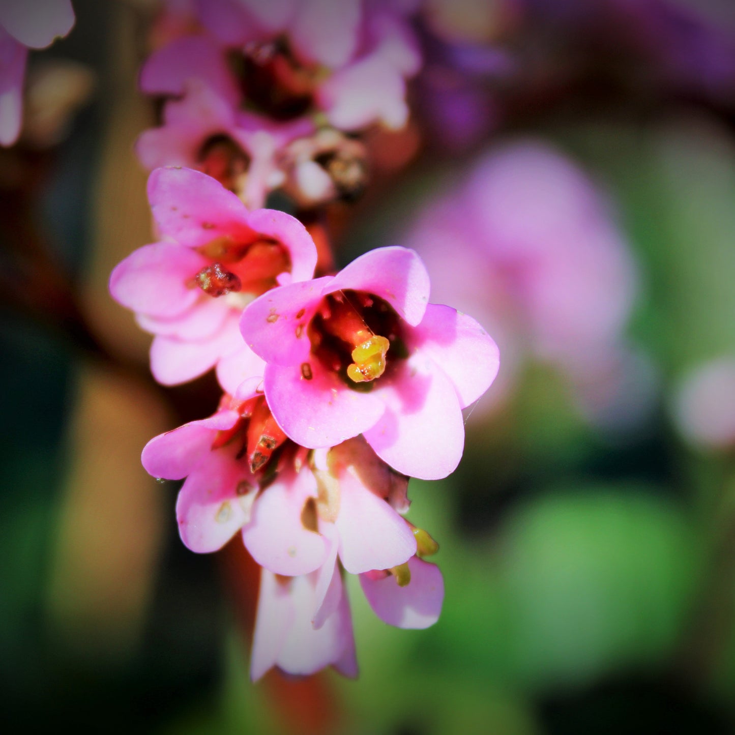 BERGENIA CORDIFOLIA (Bergenia cordifolia 'Rose')