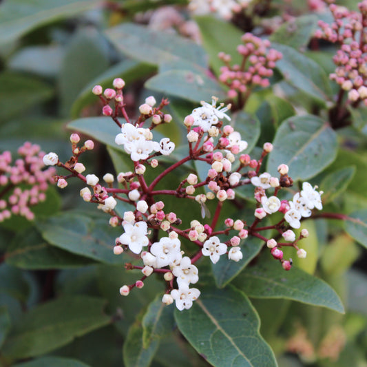 VIBURNUM TINUS (Laurier-tin)