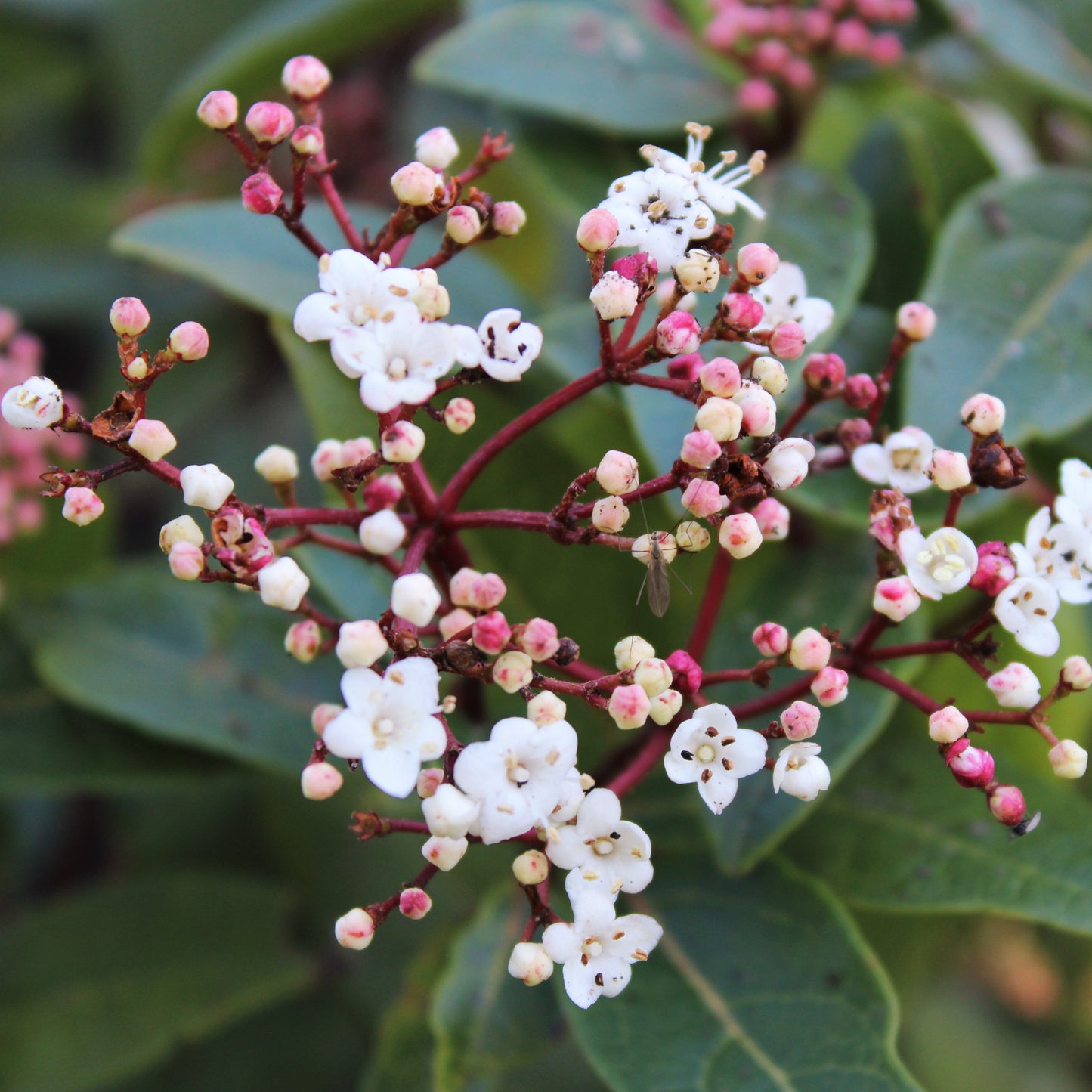 VIBURNUM TINUS (Laurier-tin)