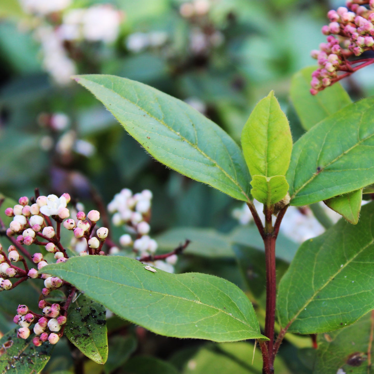 VIBURNUM TINUS (Laurier-tin)