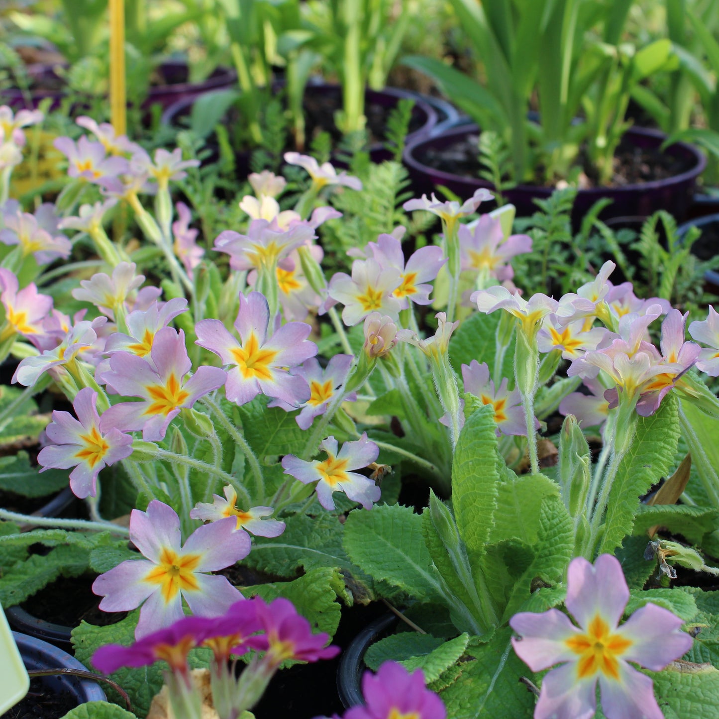 PRIMEVERE DES JARDINS (Primula vulgaris)