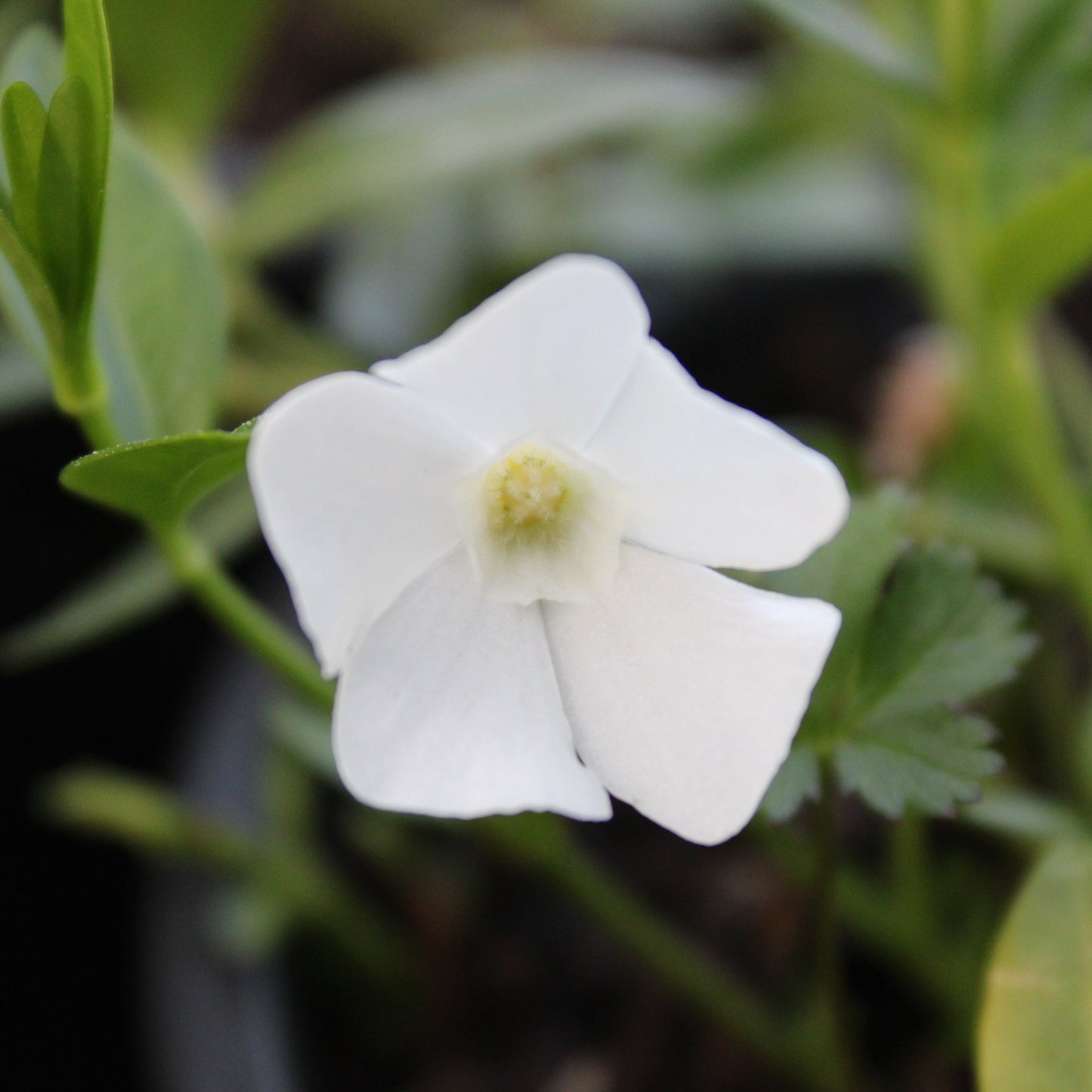 PETITE PERVENCHE BLANCHE (Vinca minor alba)