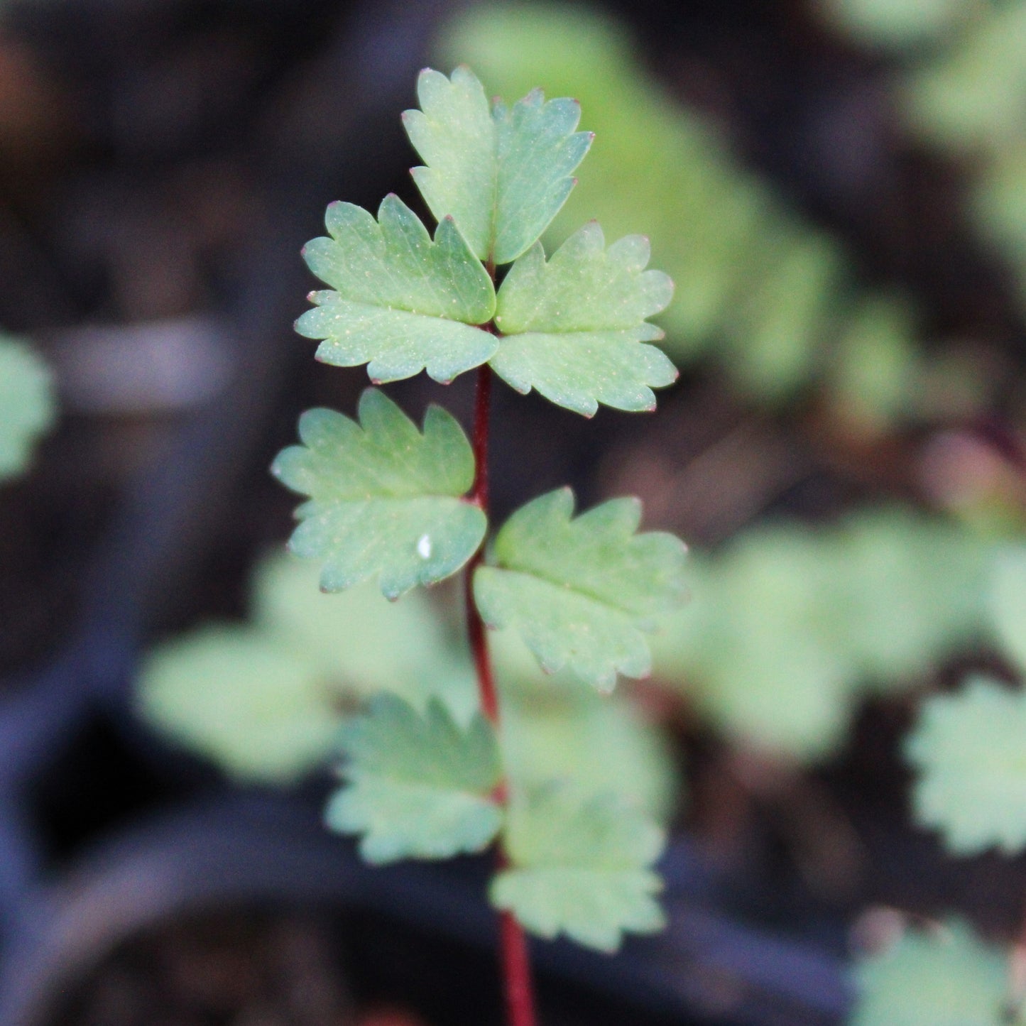 PETITE PIMPRENELLE (Sanguisorba minor)