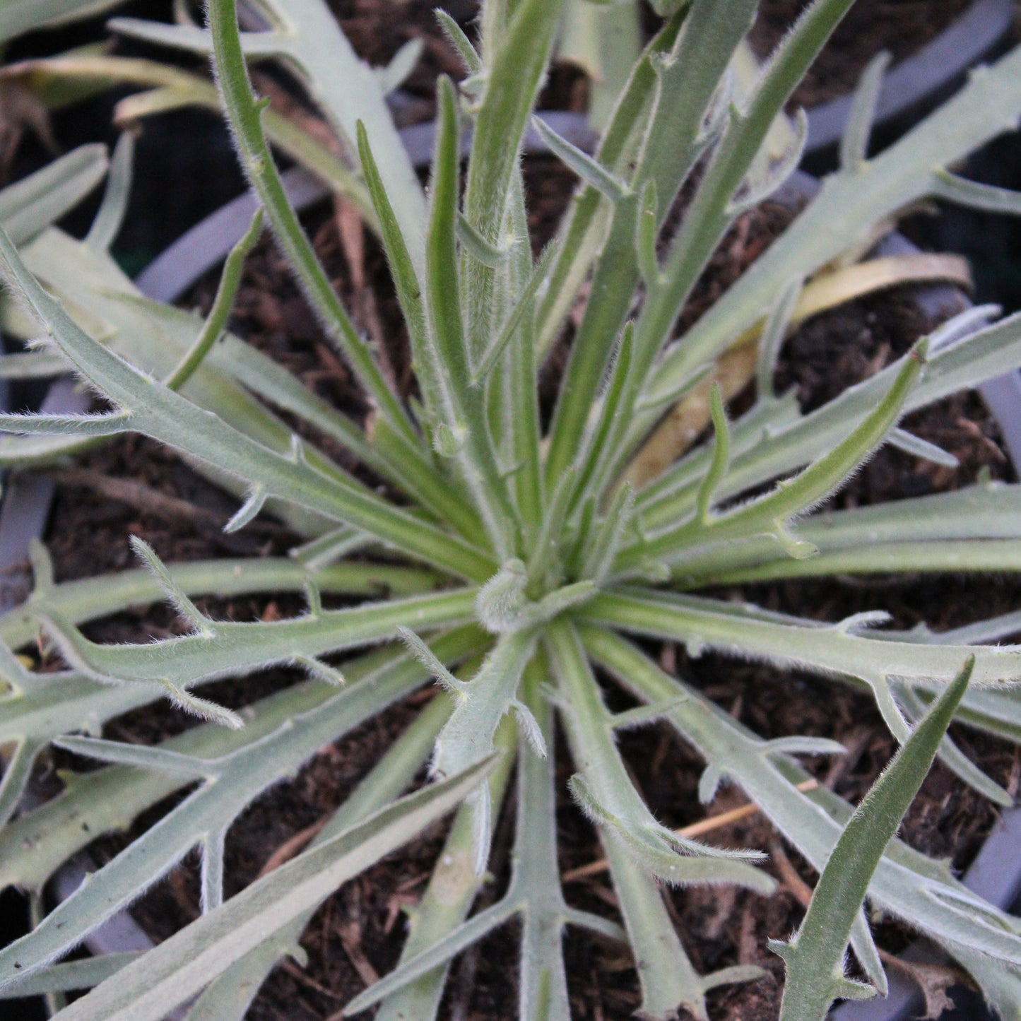 CATANANCHE BLEUE (Catananche caerulea)
