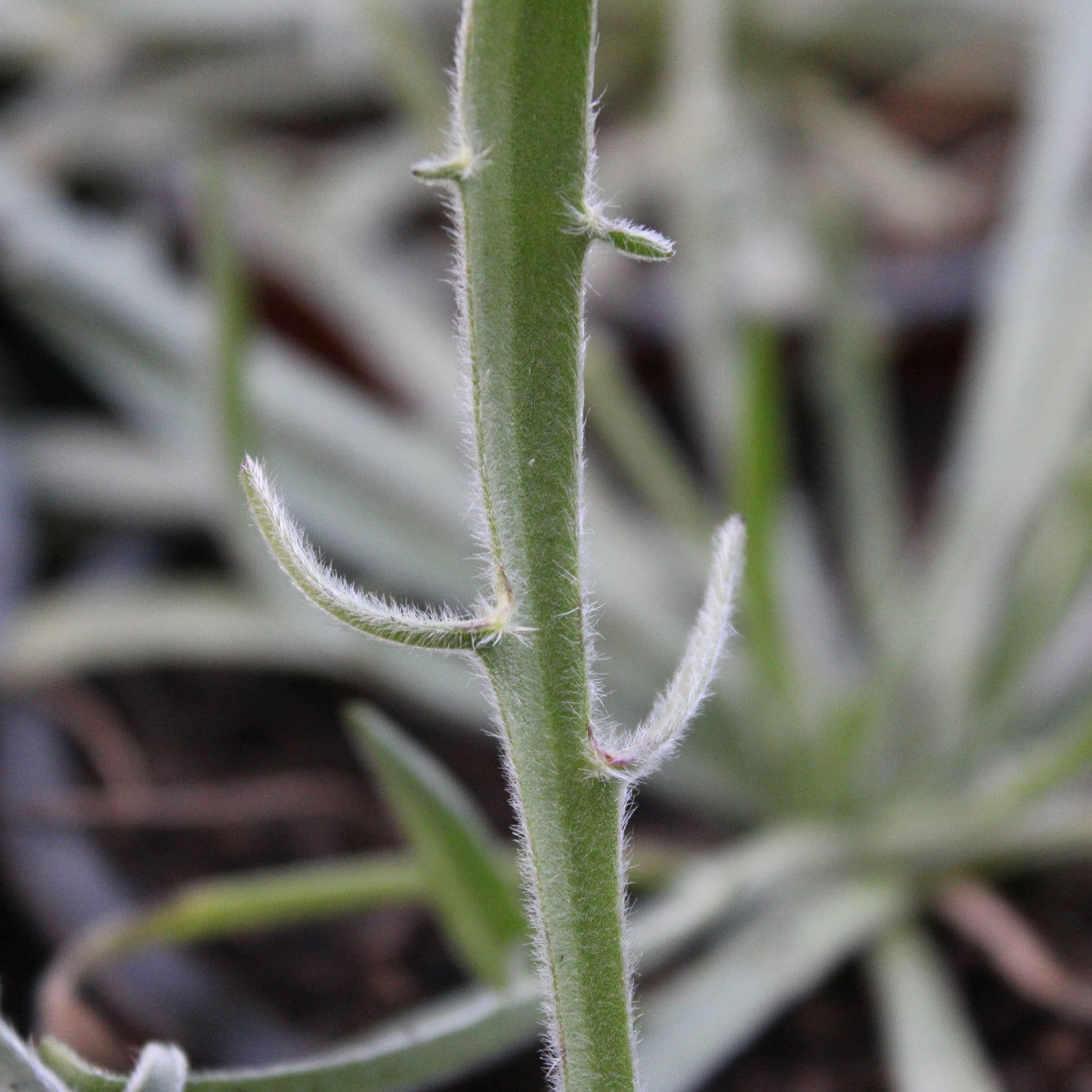 CATANANCHE BLEUE (Catananche caerulea)