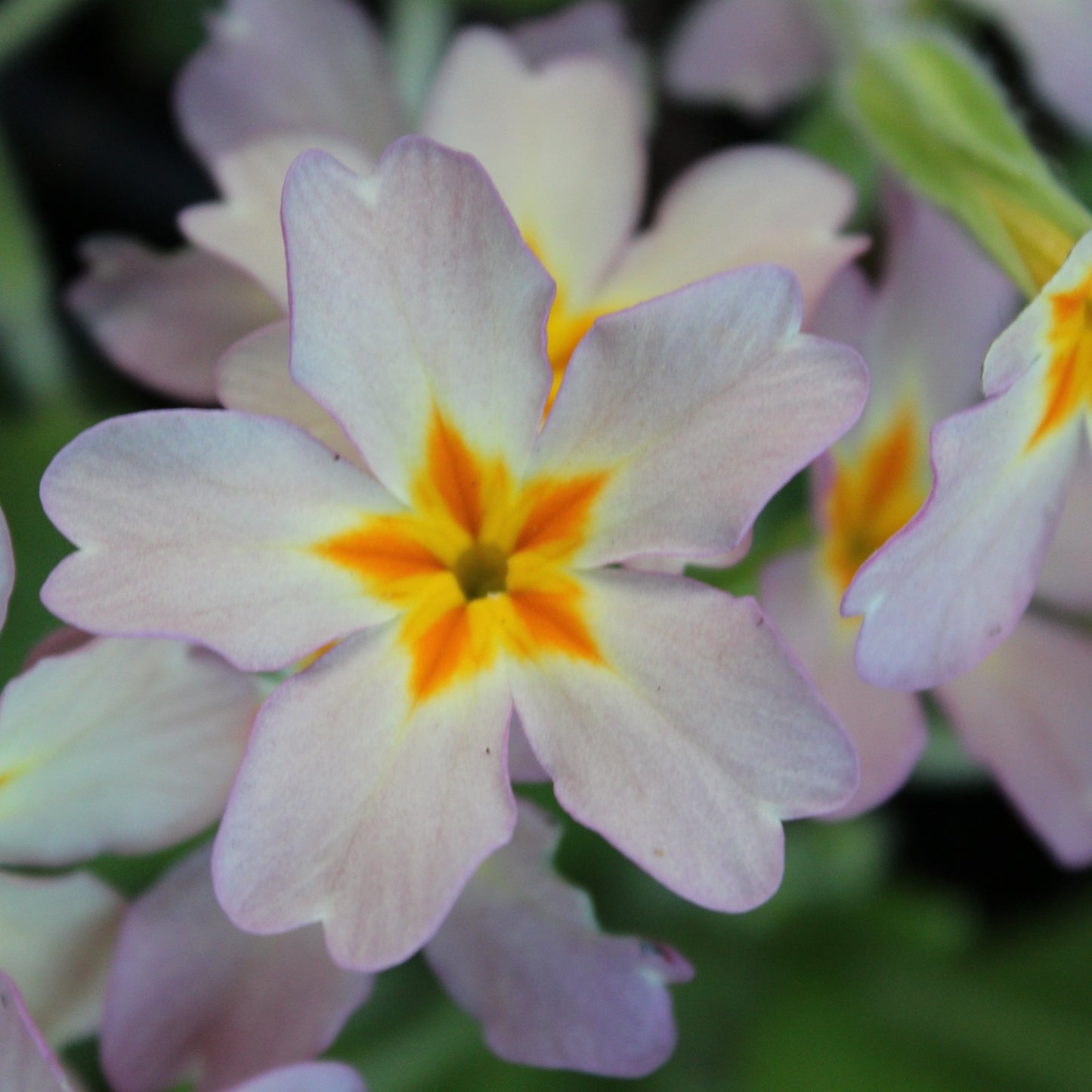 PRIMEVERE DES JARDINS (Primula vulgaris)