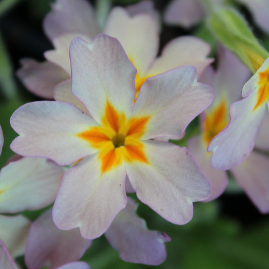 PRIMEVERE DES JARDINS (Primula vulgaris)
