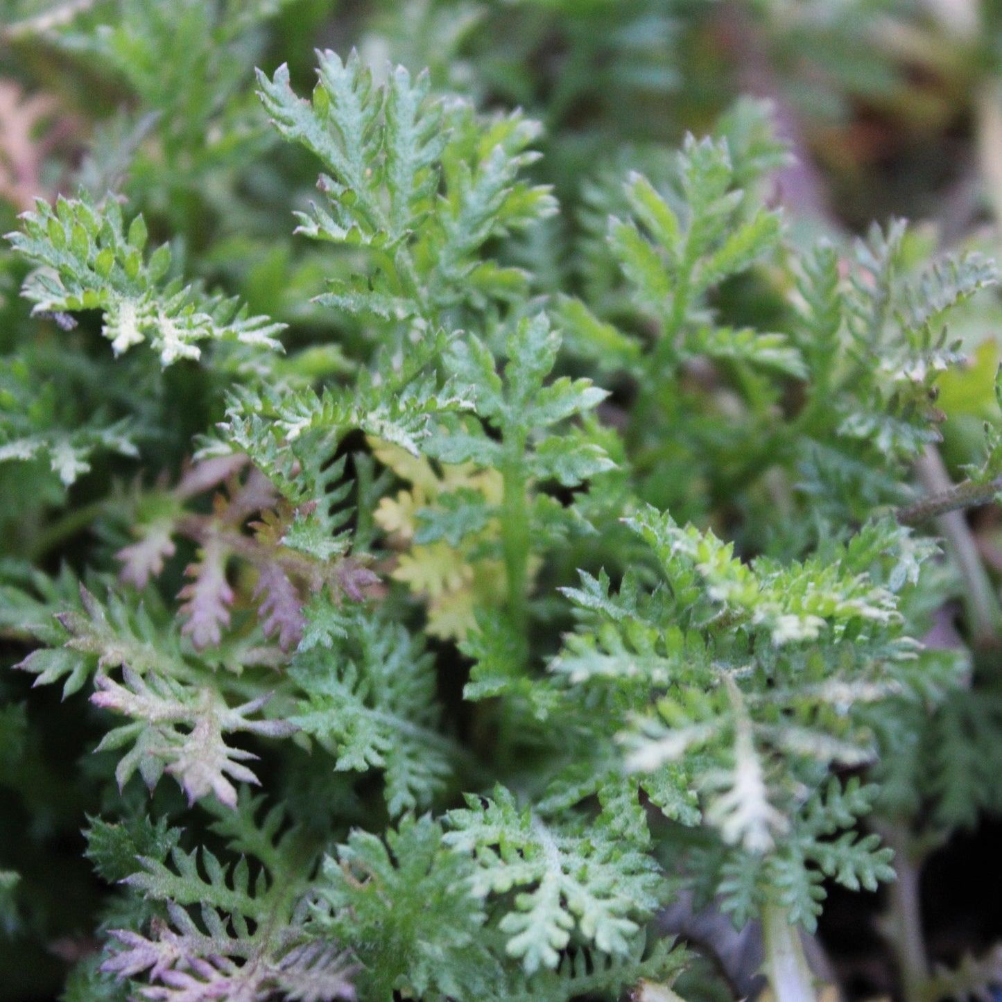 CAMOMILLE DES TEINTURIERS (Cota tinctoria)