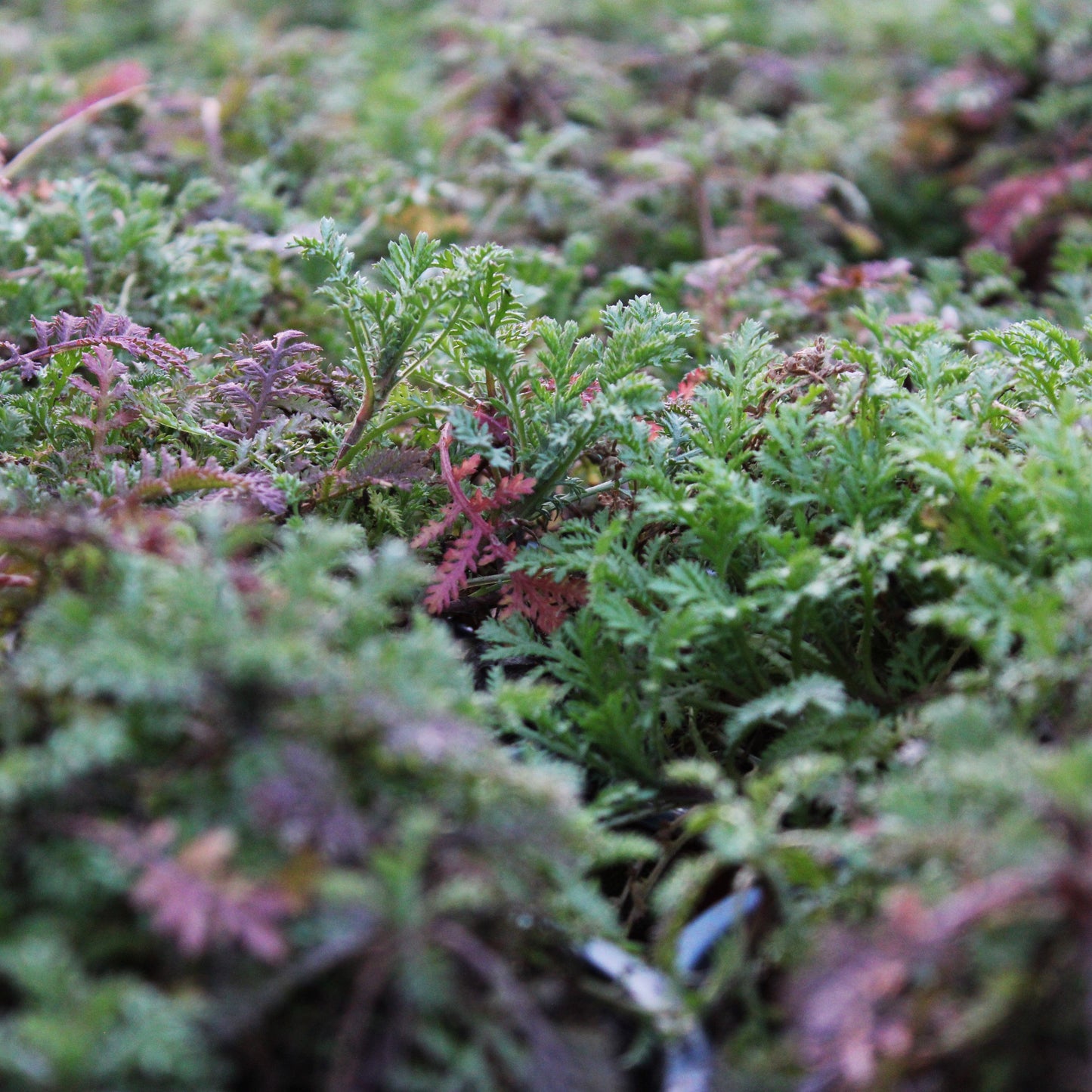 CAMOMILLE DES TEINTURIERS (Cota tinctoria)
