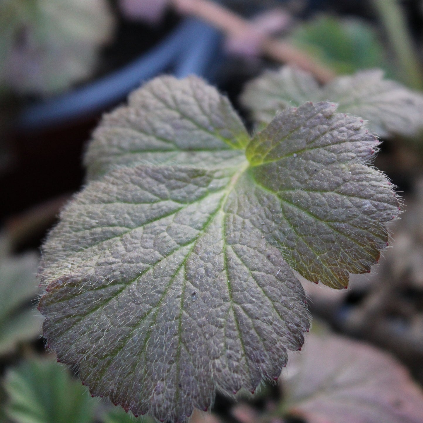 GEUM CHILOENSE 'LADY STRATHEDEN' (Benoîte jaune)