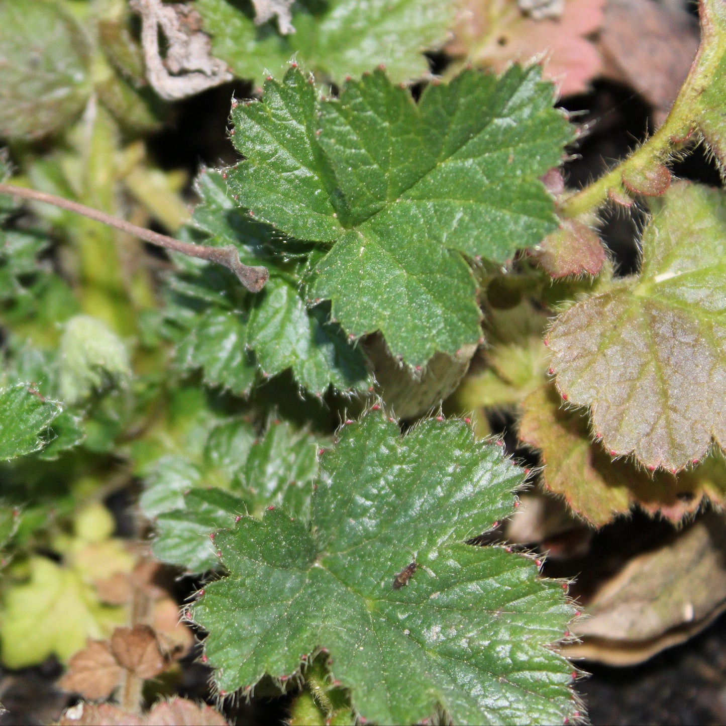 GEUM CHILOENSE 'LADY STRATHEDEN' (Benoîte jaune)