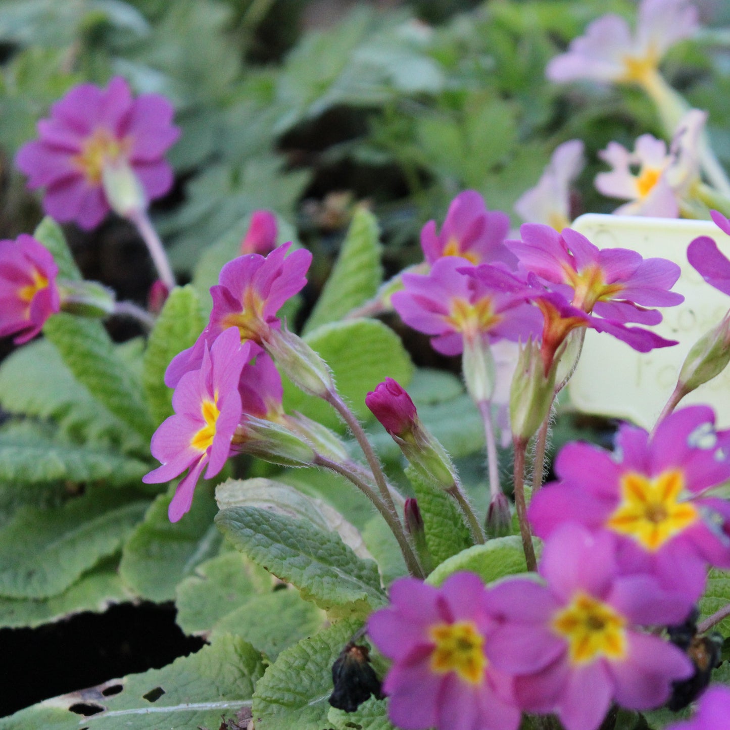 PRIMEVERE DES JARDINS (Primula vulgaris)