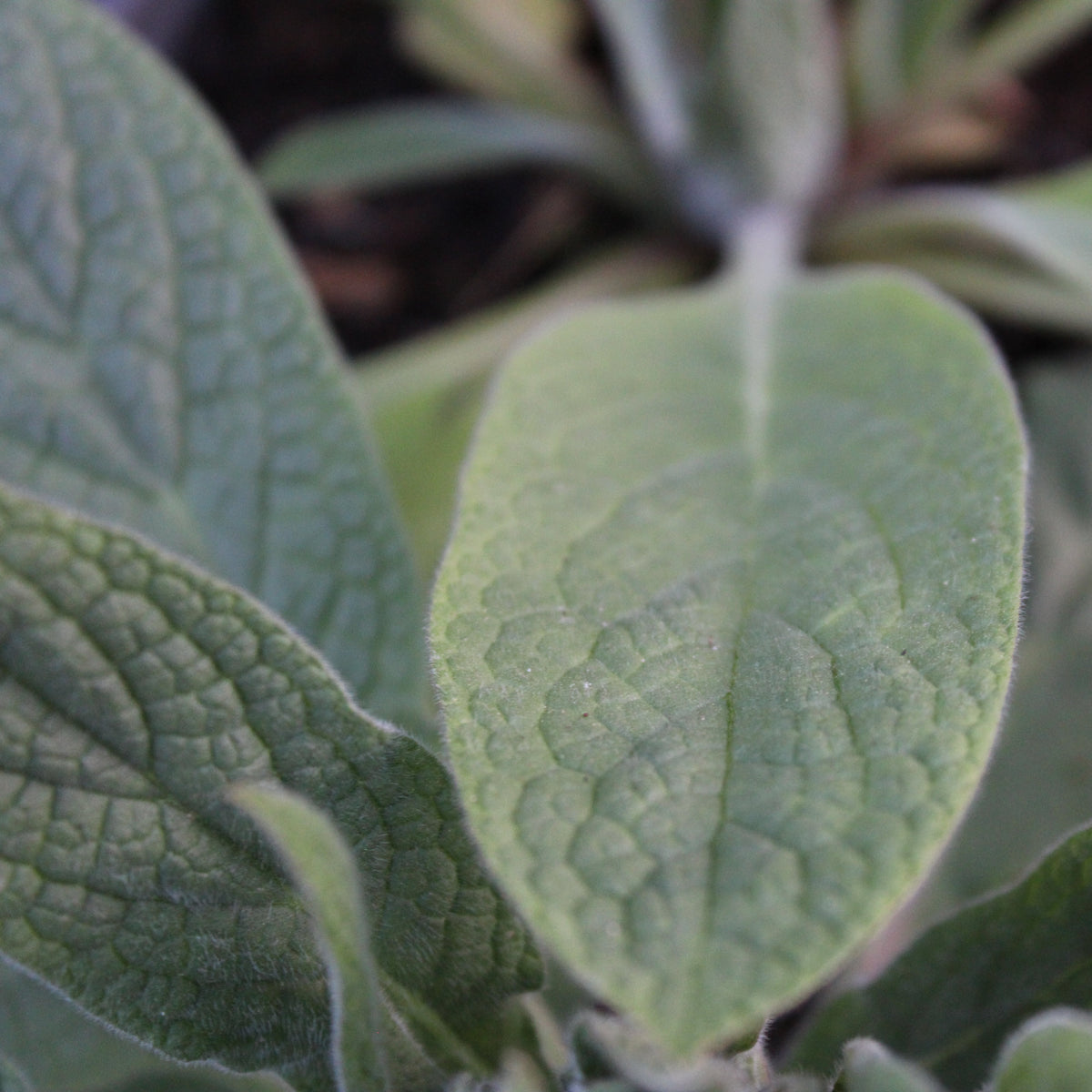 CONSOUDE DU CAUCASE (Symphytum caucasicum)