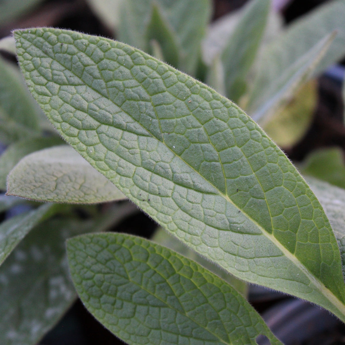 CONSOUDE DU CAUCASE (Symphytum caucasicum)