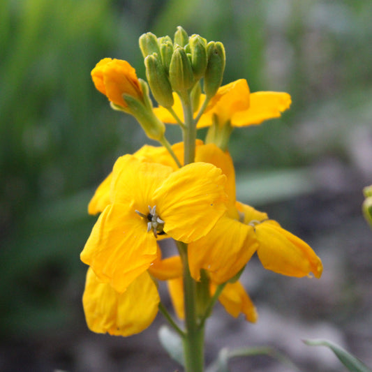 GIROFLÉE VIVACE (Erysimum)