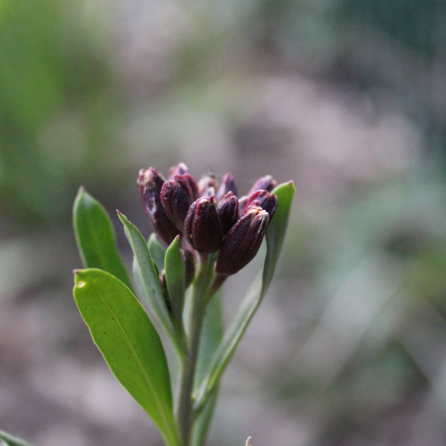 GIROFLÉE VIVACE (Erysimum)