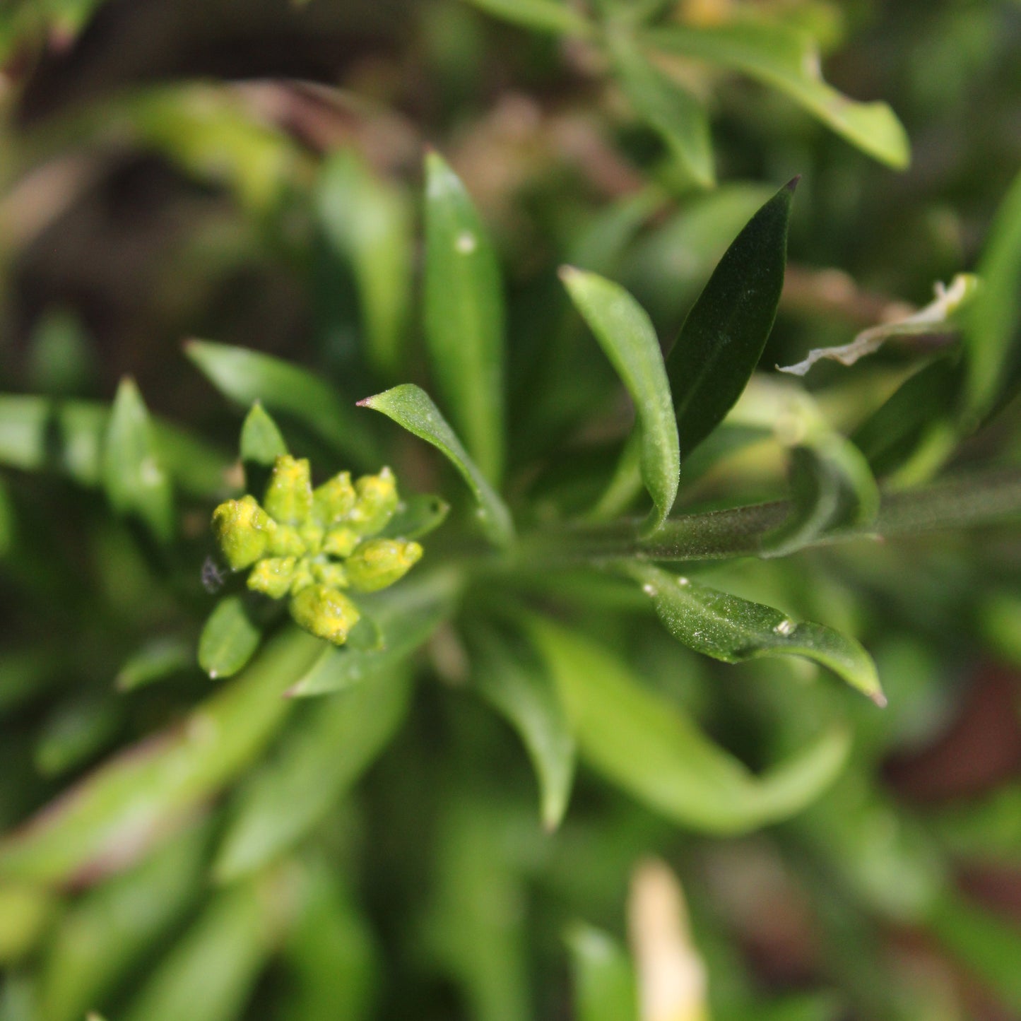 GIROFLÉE VIVACE (Erysimum)