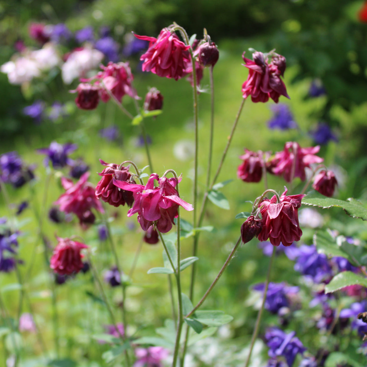 ANCOLIE ‘WINKY PINK’ (Aquilegia vulgaris ‘Winky Pink’)