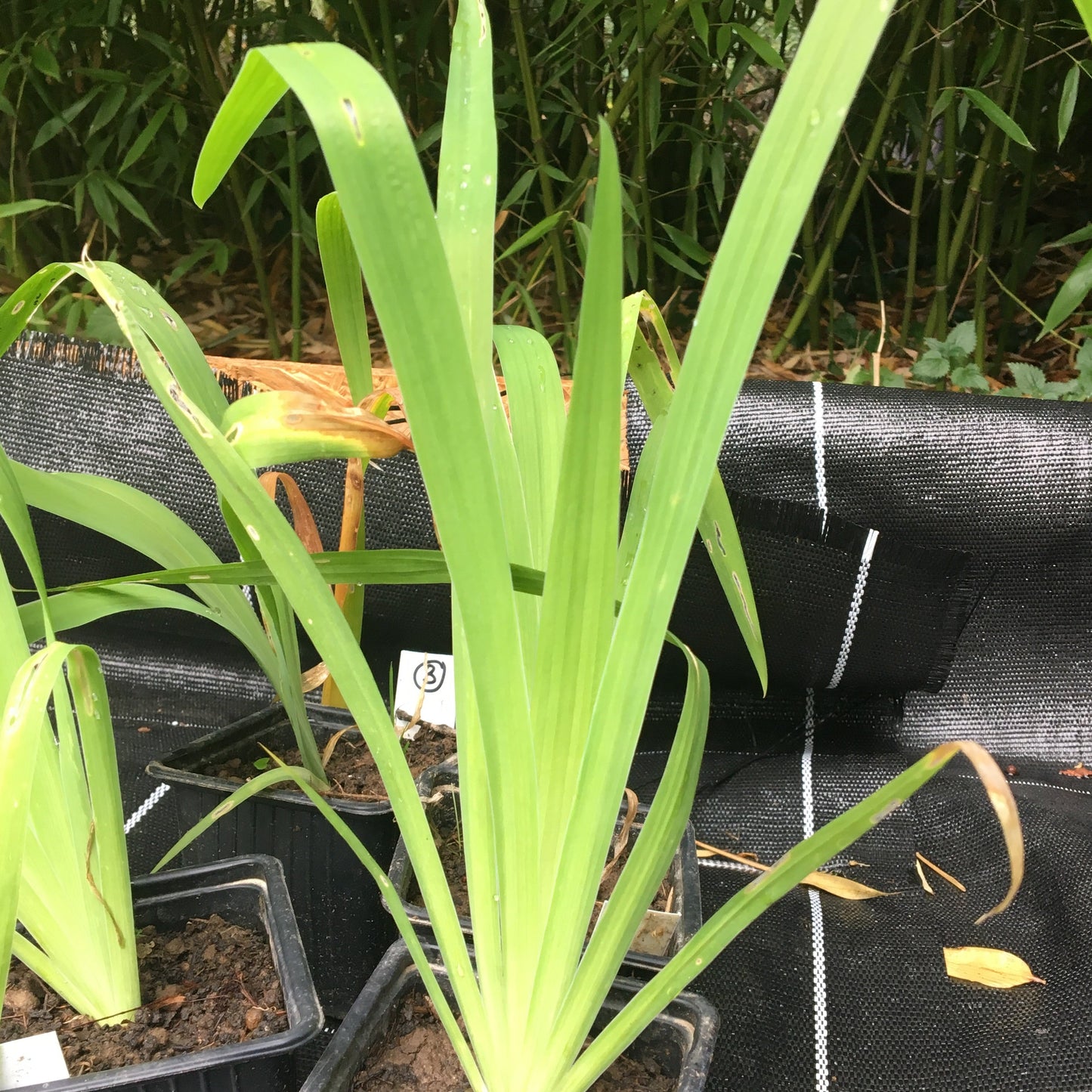 BELAMCANDA CHINENSIS (Iris domestica)