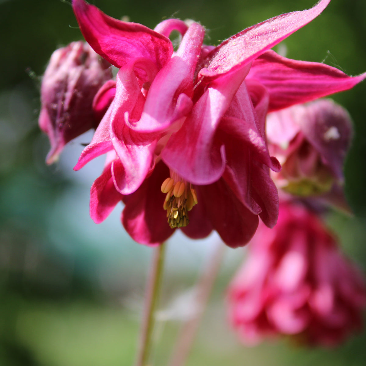 ANCOLIE ‘WINKY PINK’ (Aquilegia vulgaris ‘Winky Pink’)