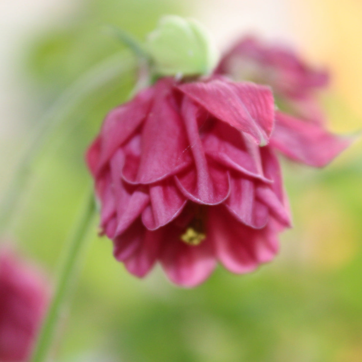 ANCOLIE ‘WINKY PINK’ (Aquilegia vulgaris ‘Winky Pink’)