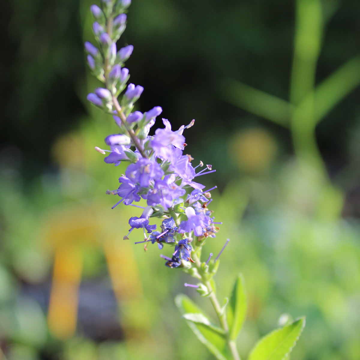 VÉRONIQUE EN ÉPIS (Veronica spicata)