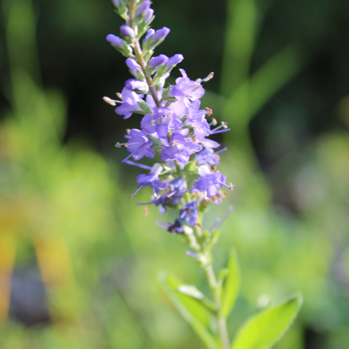 VÉRONIQUE EN ÉPIS (Veronica spicata)