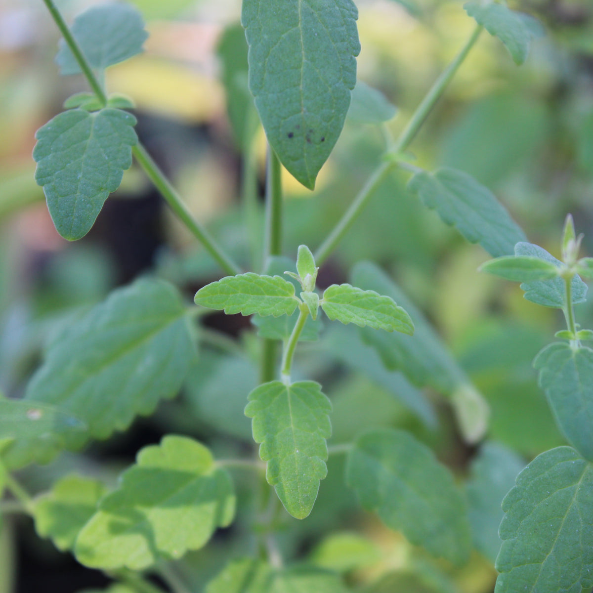 AGASTACHE ‘LAVENDER MARTINI’ (Agastache aurantiaca ‘Lavender Martini’)