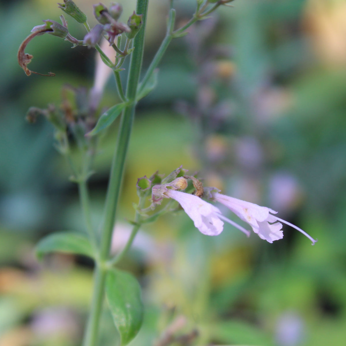 AGASTACHE ‘LAVENDER MARTINI’ (Agastache aurantiaca ‘Lavender Martini’)