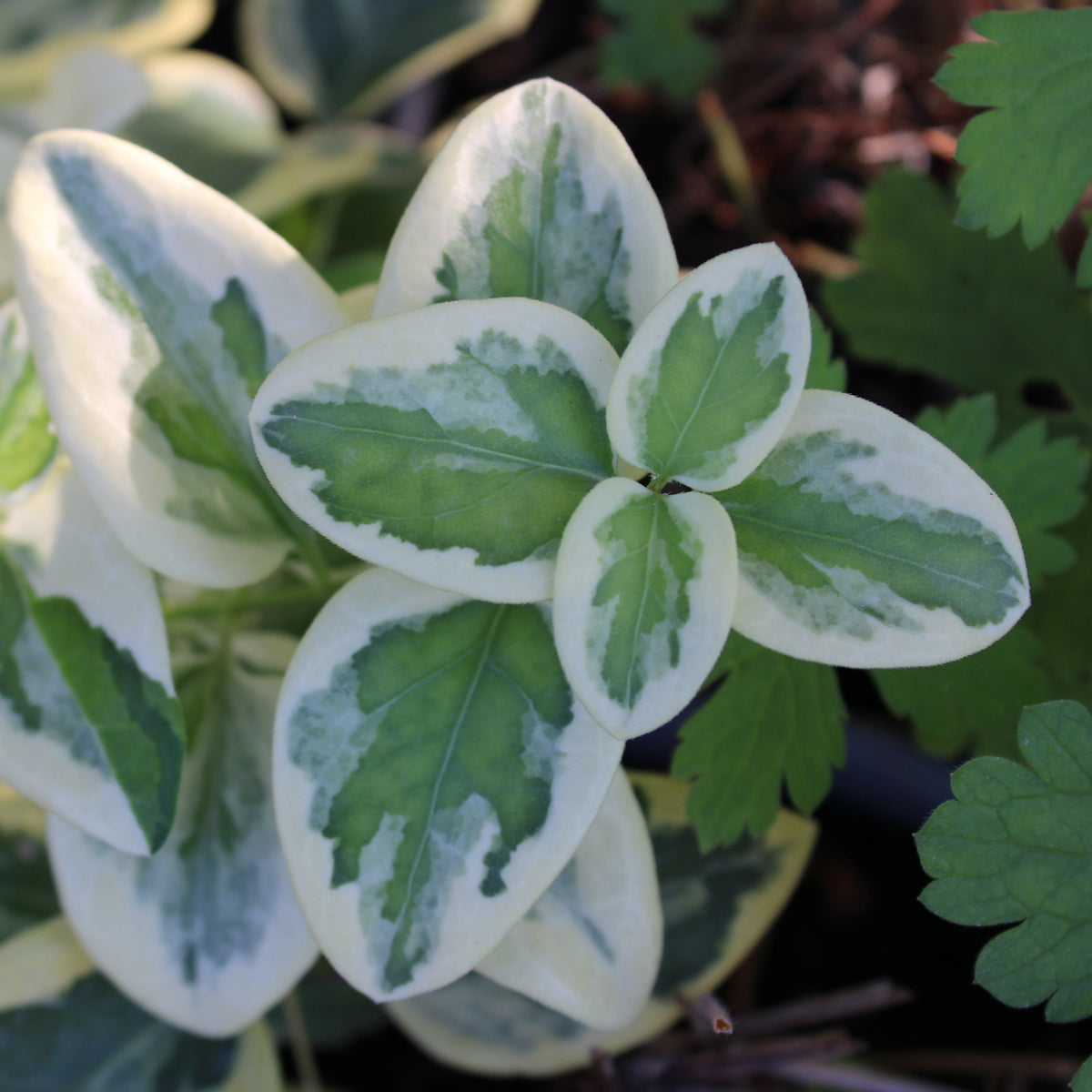 GRANDE PERVENCHE PANACHÉE ‘VARIEGATA’ (Vinca major ‘Variegata’)