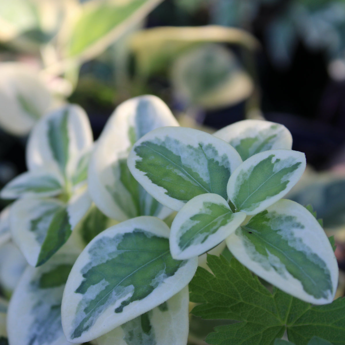 GRANDE PERVENCHE PANACHÉE ‘VARIEGATA’ (Vinca major ‘Variegata’)